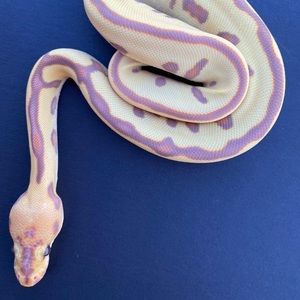 Meet your Posher, Aliyah